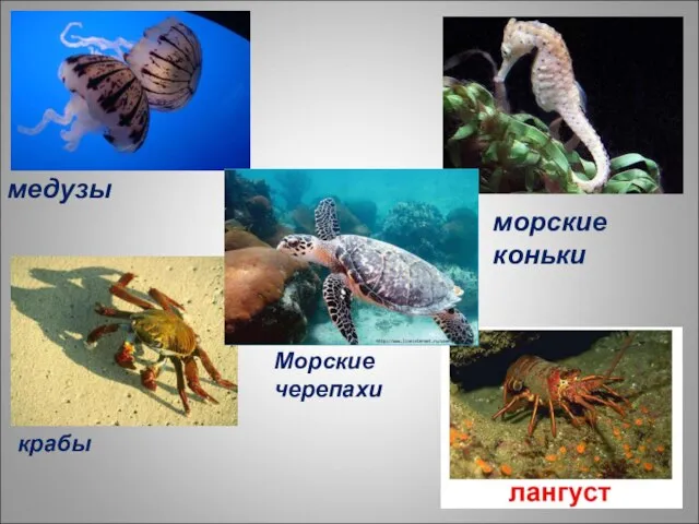 медузы морские коньки Морские черепахи крабы