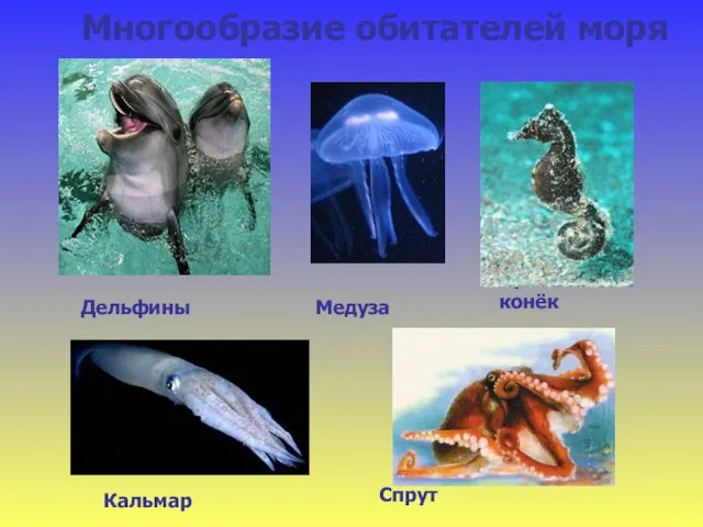 Спрут Многообразие обитателей моря Медуза Морской конёк Кальмар Дельфины