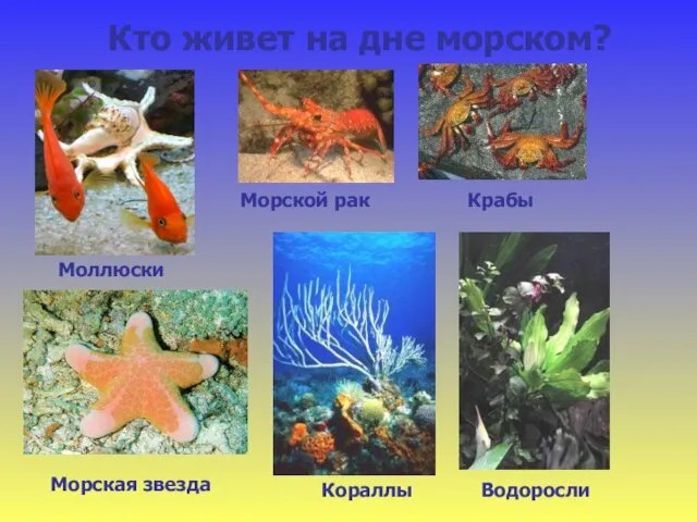 Кто живет на дне морском? Моллюски Кораллы Морская звезда Крабы Морской рак Водоросли