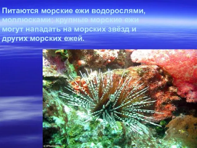 Питаются морские ежи водорослями, моллюсками; крупные морские ежи могут нападать на морских