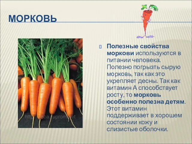 МОРКОВЬ Полезные свойства моркови используются в питании человека. Полезно погрызть сырую морковь,