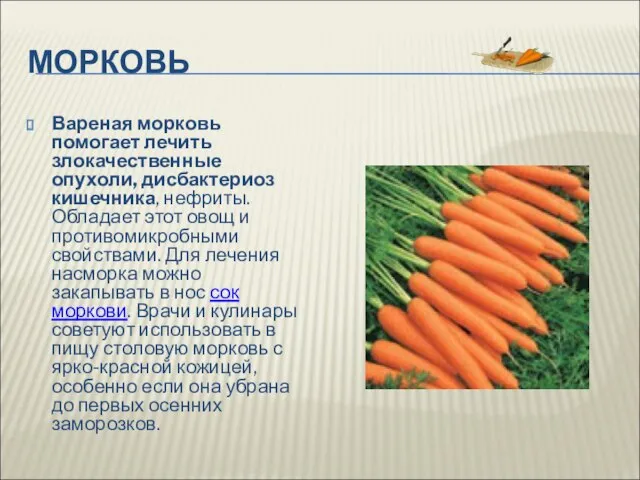 МОРКОВЬ Вареная морковь помогает лечить злокачественные опухоли, дисбактериоз кишечника, нефриты. Обладает этот