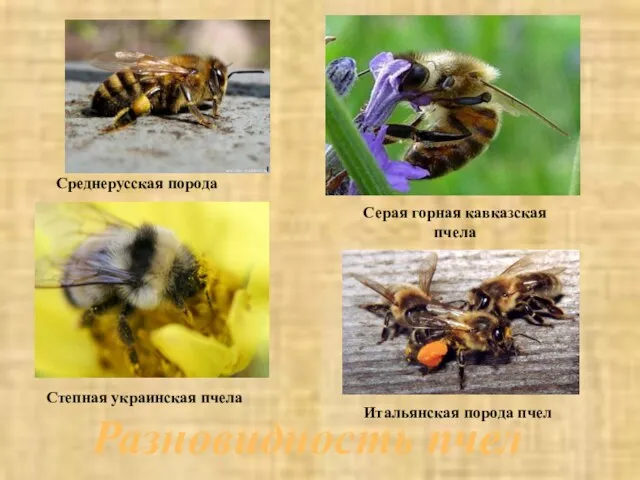 Среднерусская порода Серая горная кавказская пчела Степная украинская пчела Итальянская порода пчел Разновидность пчел