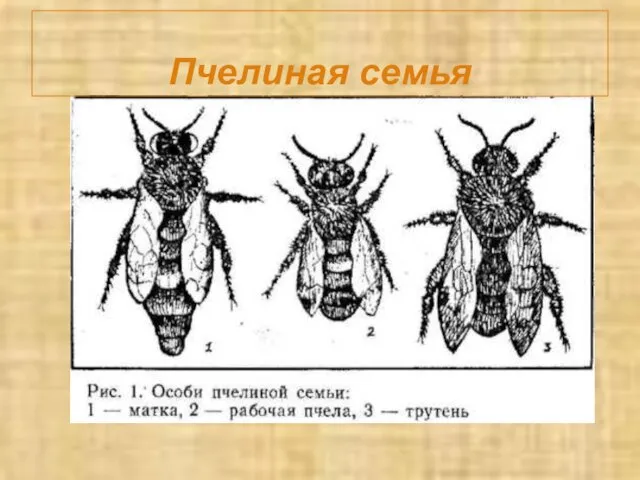 Пчелиная семья