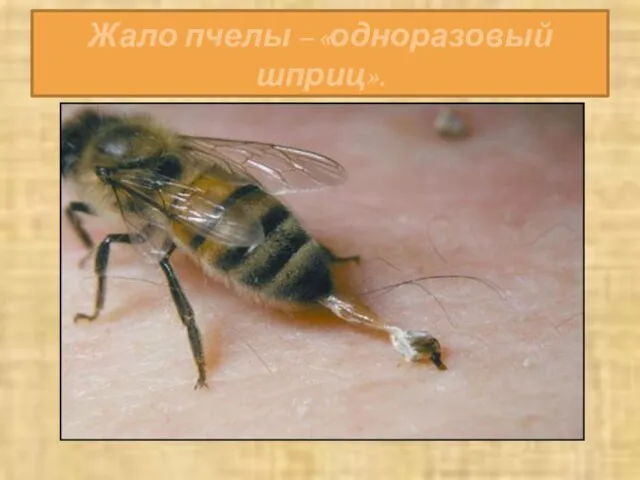 Жало пчелы – «одноразовый шприц».