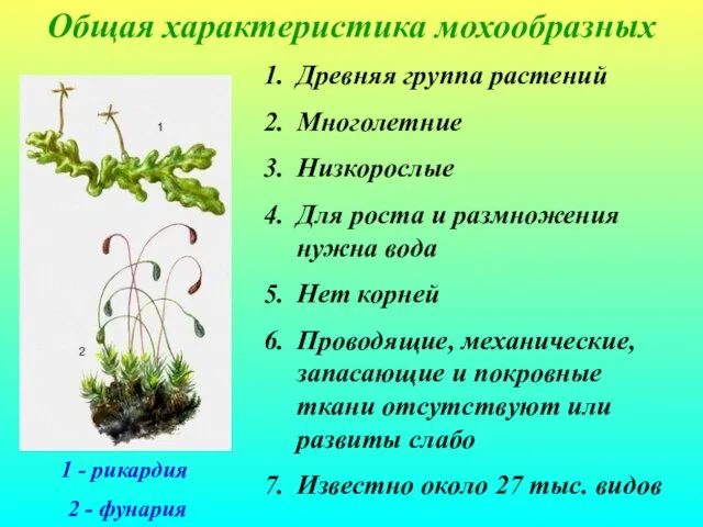 Общая характеристика мохообразных 1 - рикардия 2 - фунария Древняя группа растений