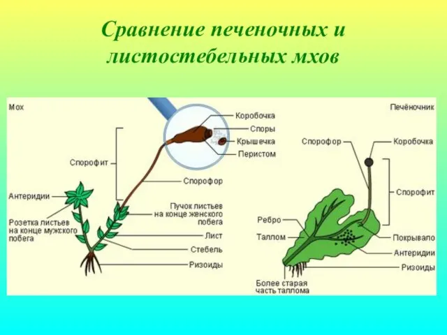 Сравнение печеночных и листостебельных мхов
