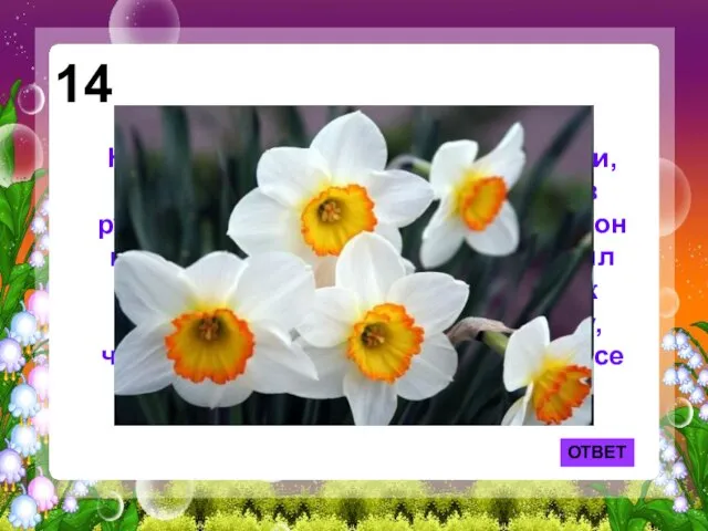 ОТВЕТ 14 Назван этот цветок по имени юноши, который увидел свое отражение