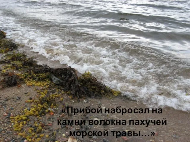 «Прибой набросал на камни волокна пахучей морской травы…» «Прибой набросал на камни волокна пахучей морской травы…»