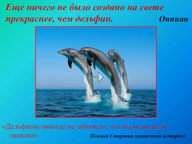 «Дельфины никогда не забывали, что были когда-то людьми» Плиний Старший (античный историк)