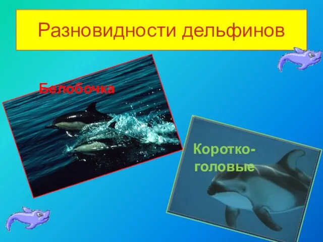 Разновидности дельфинов Белобочка Коротко- головые