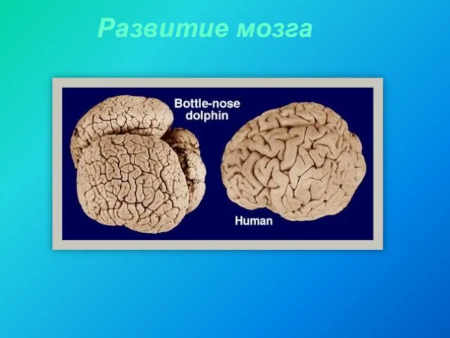Развитие мозга