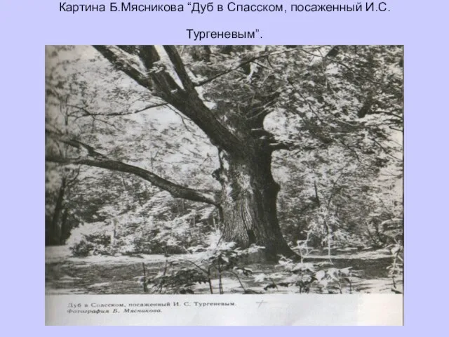 Картина Б.Мясникова “Дуб в Спасском, посаженный И.С. Тургеневым”.
