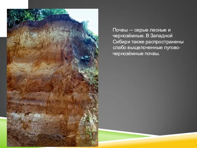 Почвы — серые лесные и чернозёмные. В Западной Сибири также распространены слабо выщелоченные лугово-чернозёмные почвы.