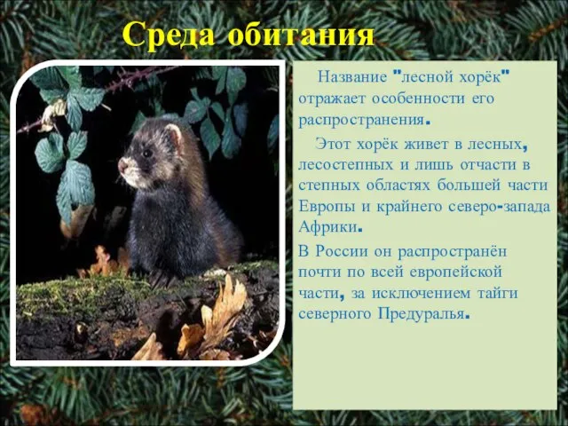 Среда обитания Название "лесной хорёк" отражает особенности его распространения. Этот хорёк живет