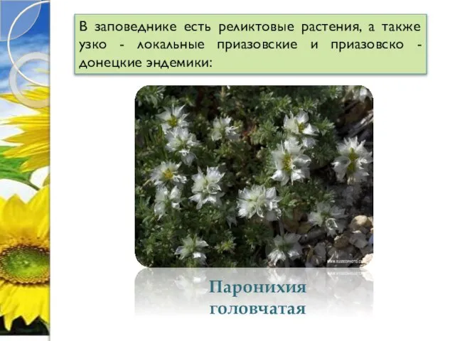 В заповеднике есть реликтовые растения, а также узко - локальные приазовские и