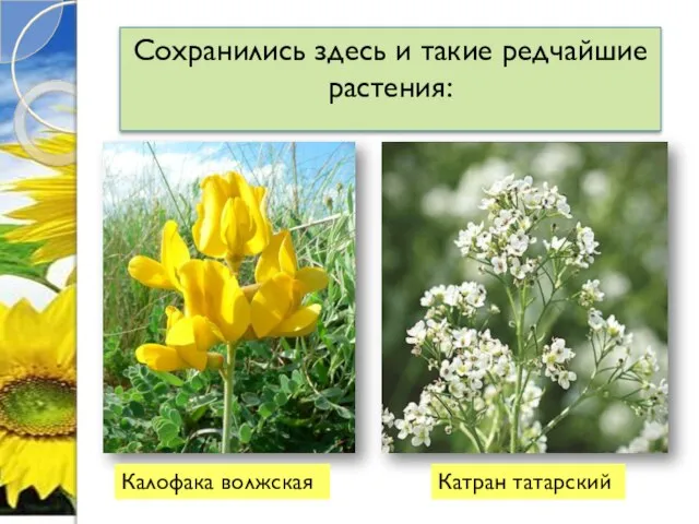 Сохранились здесь и такие редчайшие растения: Калофака волжская Катран татарский