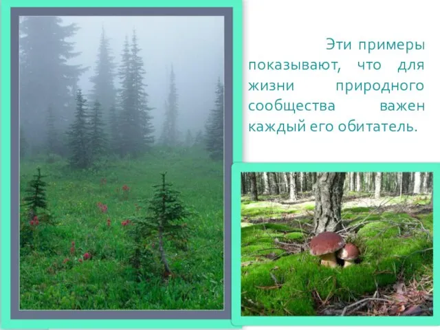 Эти примеры показывают, что для жизни природного сообщества важен каждый его обитатель.