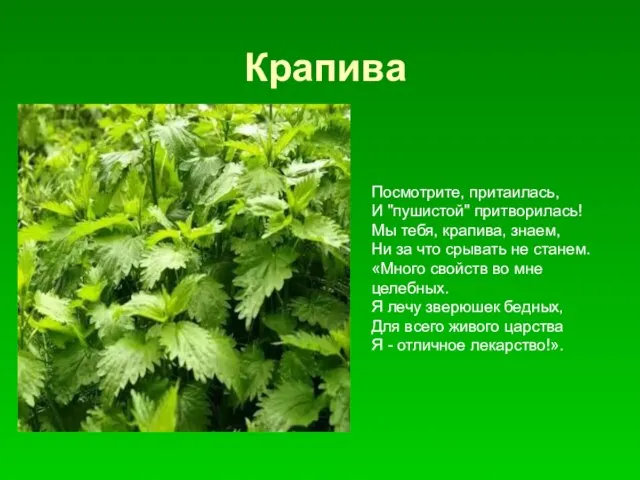 Крапива . Посмотрите, притаилась, И "пушистой" притворилась! Мы тебя, крапива, знаем, Ни