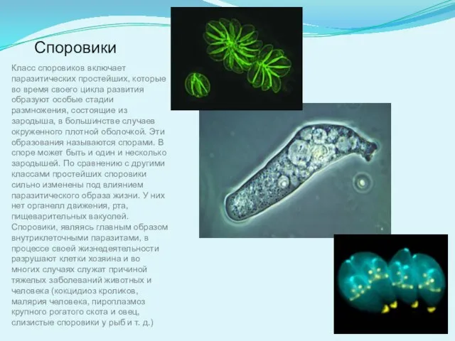 Споровики Класс споровиков включает паразитических простейших, которые во время своего цикла развития