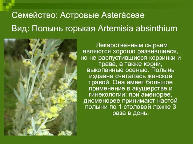 Семейство: Астровые Asteráceae Вид: Полынь горькая Artemisia absinthium Лекарственным сырьем являются хорошо