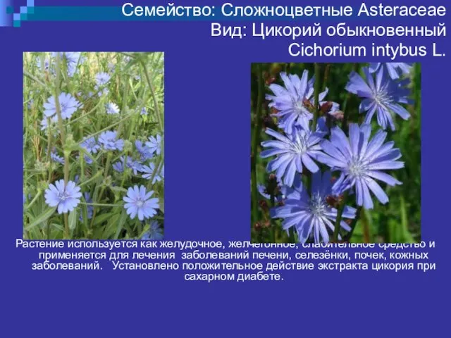 тр Семейство: Сложноцветные Asteraceae Вид: Цикорий обыкновенный Cichorium intybus L. Растение используется