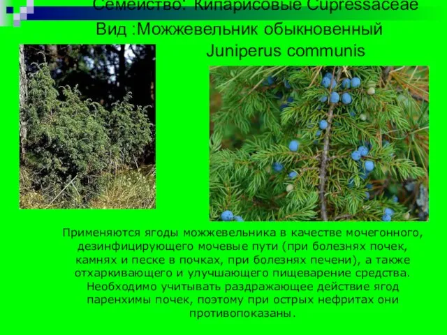 Семейство: Кипарисовые Cupressaceae Вид :Можжевельник обыкновенный Juniperus communis Применяются ягоды можжевельника в