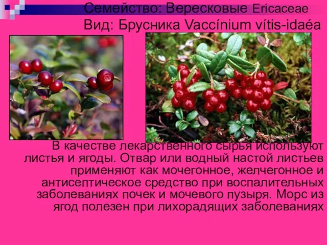 Семейство: Вересковые Ericaceae Вид: Брусника Vaccínium vítis-idaéa В качестве лекарственного сырья используют