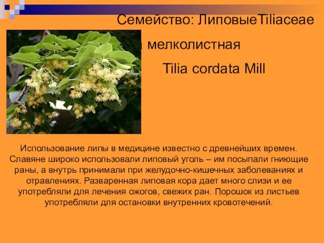 Семейство: ЛиповыеTiliaceae Вид: Липа мелколистная Tilia cordata Mill Использование липы в медицине