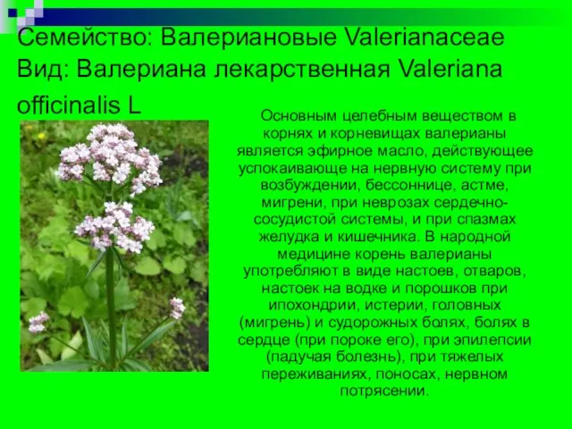 Семейство: Валериановые Valerianaceае Вид: Валериана лекарственная Valeriana officinalis L Основным целебным веществом