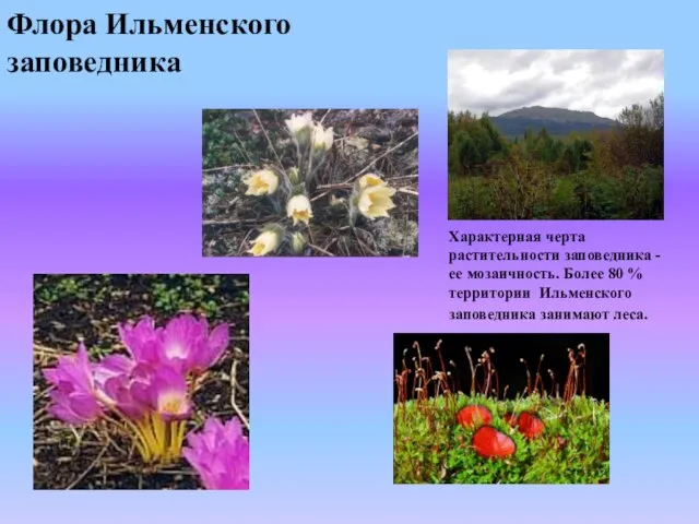Флора Ильменского заповедника Характерная черта растительности заповедника - ее мозаичность. Более 80