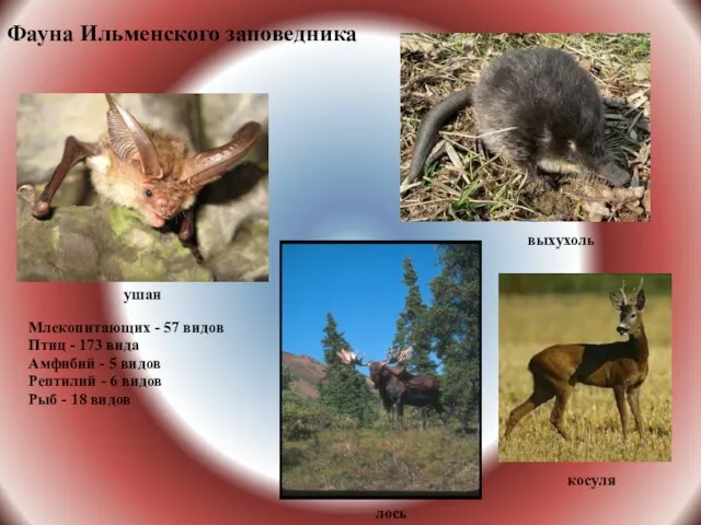 Фауна Ильменского заповедника лось косуля выхухоль ушан Млекопитающих - 57 видов Птиц