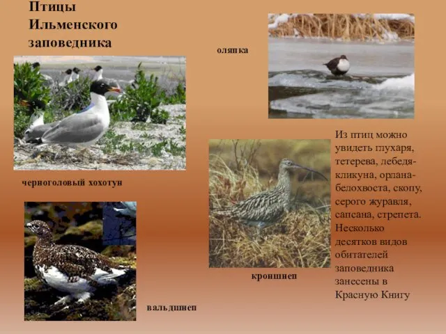 Птицы Ильменского заповедника черноголовый хохотун Из птиц можно увидеть глухаря, тетерева, лебедя-кликуна,