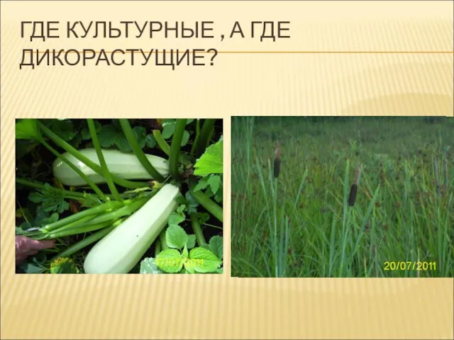 ГДЕ КУЛЬТУРНЫЕ , А ГДЕ ДИКОРАСТУЩИЕ?