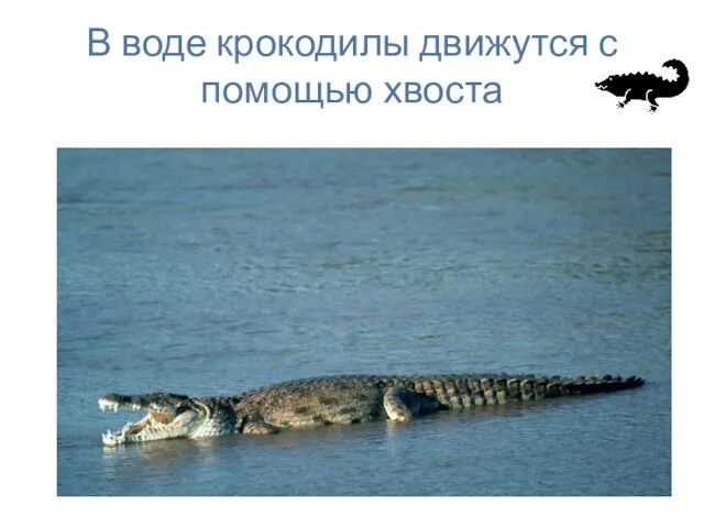 В воде крокодилы движутся с помощью хвоста