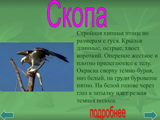 Скопа подробнее Стройная хищная птица по размерам с гуся. Крылья длинные, острые,