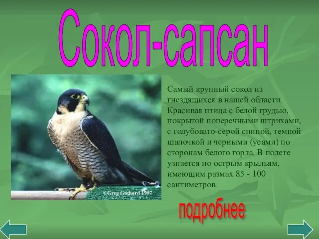 Сокол-сапсан подробнее Самый крупный сокол из гнездящихся в нашей области. Красивая птица