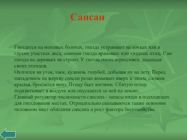 Гнездится на моховых болотах, гнезда устраивает на кочках или в глухих участках