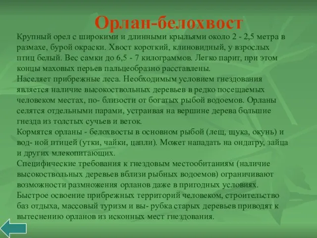 Крупный орел с широкими и длинными крыльями около 2 - 2,5 метра