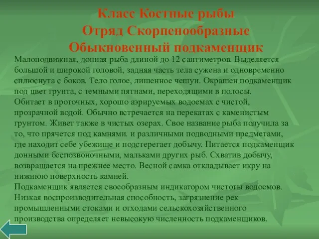 Малоподвижная, донная рыба длиной до 12 сантиметров. Выделяется большой и широкой головой,