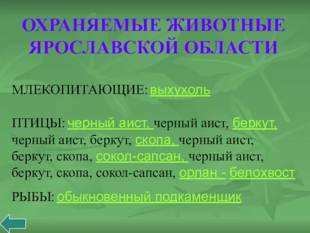 ОХРАНЯЕМЫЕ ЖИВОТНЫЕ ЯРОСЛАВСКОЙ ОБЛАСТИ МЛЕКОПИТАЮЩИЕ: выхухоль ПТИЦЫ: черный аист, черный аист, беркут,