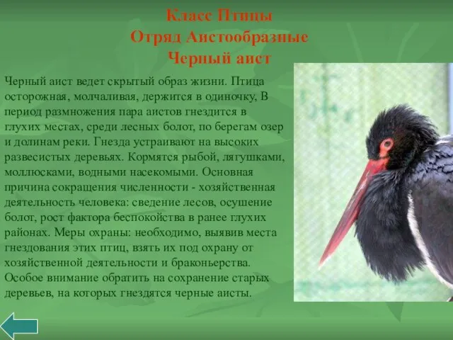 Черный аист ведет скрытый образ жизни. Птица осторожная, молчаливая, держится в одиночку,