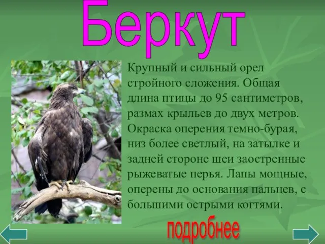 Беркут подробнее Крупный и сильный орел стройного сложения. Общая длина птицы до