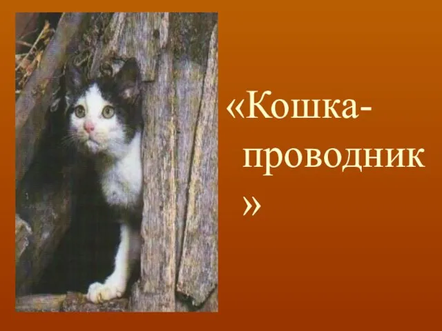 «Кошка-проводник»