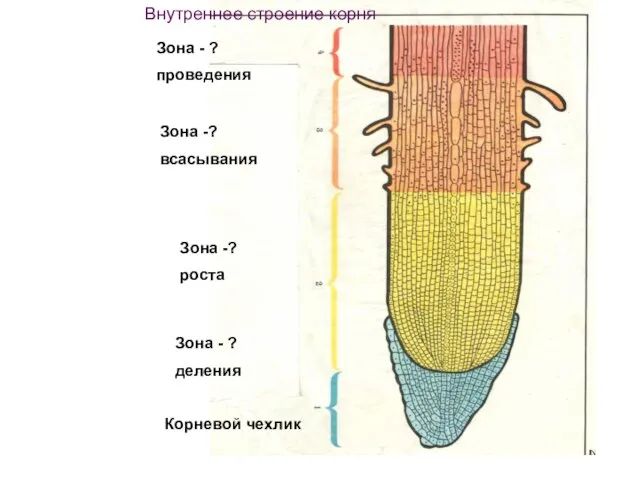 Корневой чехлик Зона - ? деления Зона -? роста Зона -? всасывания