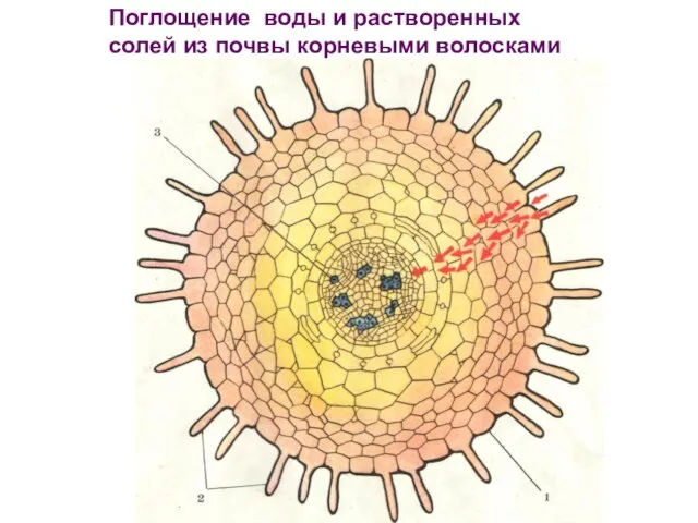 Поглощение воды и растворенных солей из почвы корневыми волосками