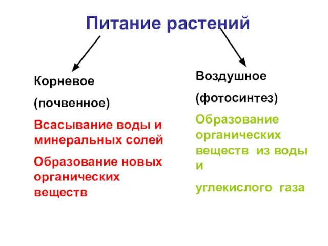 Питание растений Корневое (почвенное) Всасывание воды и минеральных солей Образование новых органических