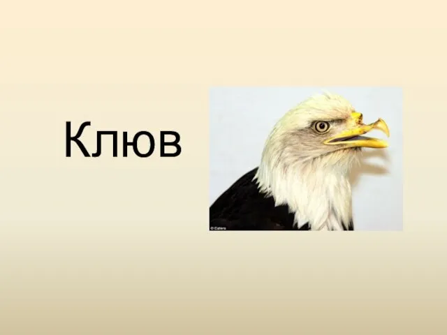 Клюв