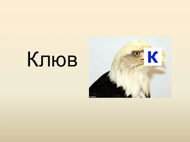 Клюв