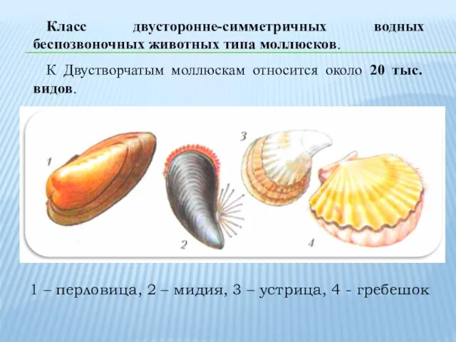Класс двусторонне-симметричных водных беспозвоночных животных типа моллюсков. К Двустворчатым моллюскам относится около